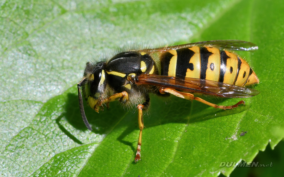 Common Wasp (Vespula vulgaris)